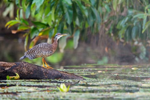 Sunbittern (Eurypaga helias) perched on a branch in Manu National Park, Peru