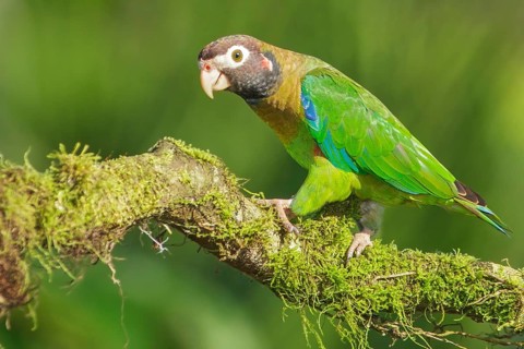 Brown-hooded Parrot (Pyrilia haematotis) perched on a branch in Costa Rica