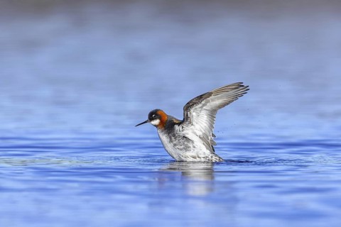 Red-necked phalarope, northern phalarope (Phalaropus lobatus) adult female in breeding plumage
