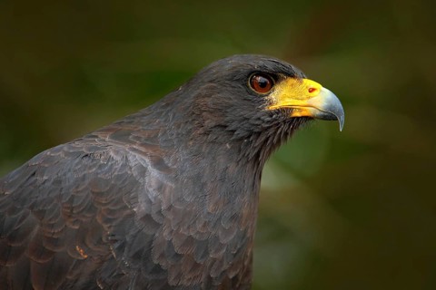 Great Black-Hawk, Buteogallus urubitinga, detail portrait of wild bird from Belize. Birdwatching of