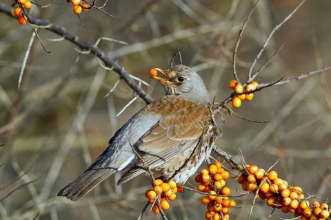 Fieldfare (Turdus pilaris) feeding on berries of Common sea buckthorn (Hippophae rhamnoides),