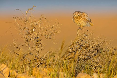 Steinkauz, Little Owl, Athene noctua, Chevêche d'Athéna, Chouette chevèche, Mochuelo Europeo,