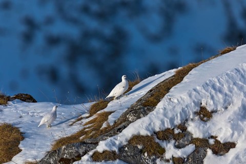 Rock Ptarmigan (Lagopus muta), Tyrol, Austria
