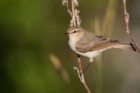 Siberian Chiffchaff - Taigazilpzalp - Phylloscopus tristis, Russia (Ural)