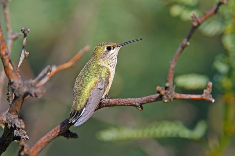 Calliope Hummingbird Stellula calliope Portal, Chiricahua Mountains, ARIZONA, United States 23