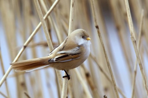 Bearded Reedling (Panurus biarmicus) female perched on reed, Mecklenburg-Western, Pomerania,