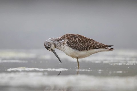 Common Greenshank (Tringa nebularia), North Rhine-Westphalia, Germany