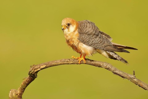 Red-footed Falcon, Falco vespertinus, bird sitting on branch with clear green background, cleaning