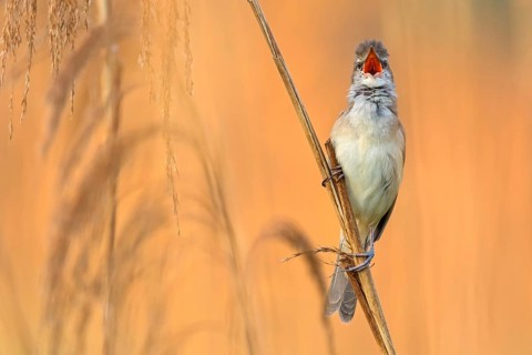 Drosselrohrsänger, Great Reed Warbler, Great Reed-Warbler, Acrocephalus arundinaceus, Rousserolle