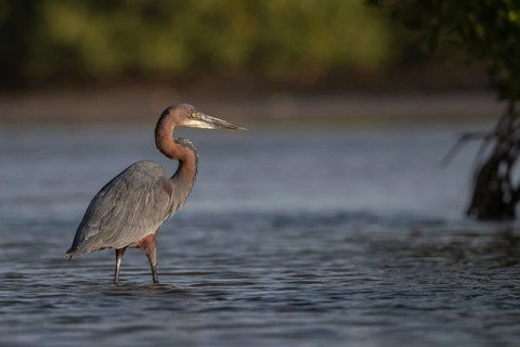 Goliath Heron (Ardea goliath), Senegal