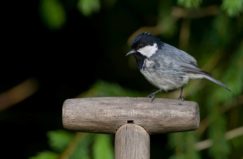 Coal Tit (Periparus ater), Saxony, Germany