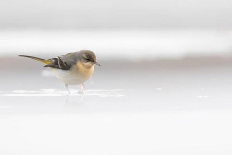 Grey Wagtail (Motacilla cinerea) standing in water, Rhineland-Palatinate, Germany