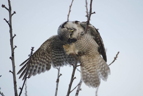 Northern Hawk-Owl (Surnia ulula), Saxony, Germany