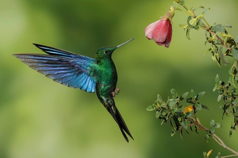 Great Saphirewing (Pterophanes cyanopterus) flying and feeding at a flower in the mountains of