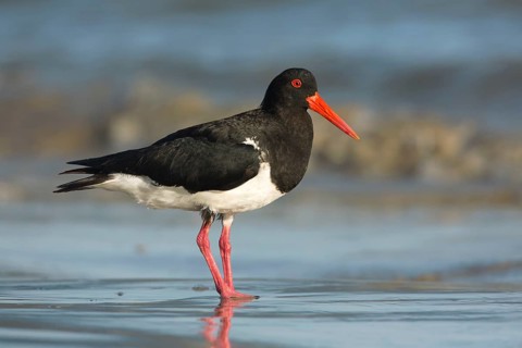 Pied Oystercatcher (Haematopus longirostris) foraging at shoreline, Victoria, Australia