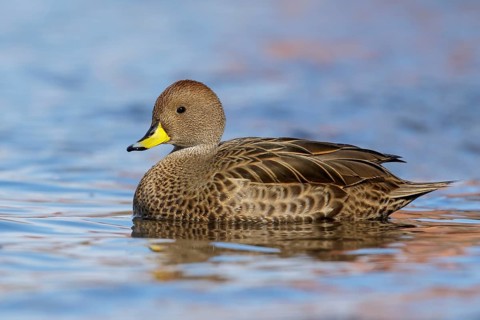 South Georgia Pintail (Anas georgica georgica) swimming in the ocean near South Georgia Island