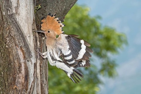 Eurasian Hoopoe (Upupa epops) at nest hole, Aosta Valley, Italy