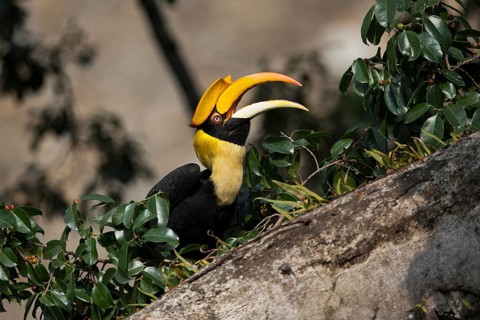 Great Hornbill (Buceros bicornis) female, Manas National Park, Bhutan