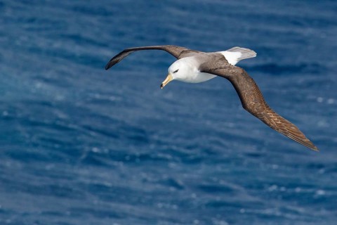 Black-browed Albatross (Thalassarche melanophris) flying over the ocean searching for food near