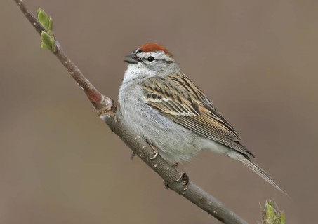 Chipping Sparrow (Spizella passerina), Saskatchewan, Canada