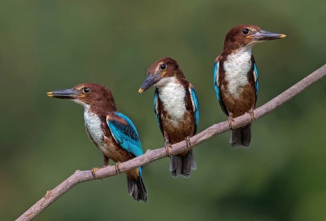 White-throated Kingfisher (Halcyon smyrnensis) juveniles perched on a branch, Penang, Malaysia