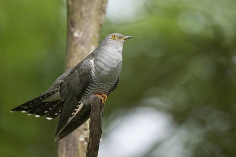 Common Cuckoo (Cuculus canorus) male perched on a branch, Tuscany, Italy
