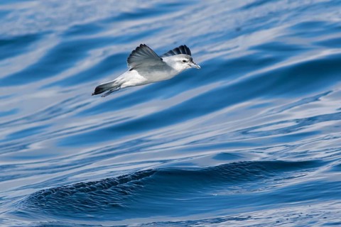 Fairy Prion (Pachyptila turtur) flying, Victoria, Australia