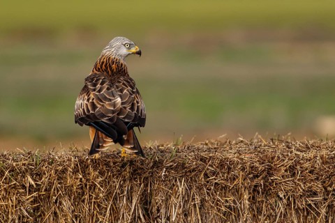 Red Kite (Milvus milvus), perched on a bale, Castile and Leon, Spain