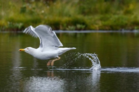 European Herring Gull (Larus argentatus), on lake, Kainuu, Finland