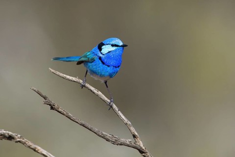 Splendid Fairywren (Malurus splendens callainus) male, Victoria, Australia