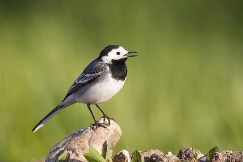 White Wagtail (Motacilla alba) singing, North Rhine-Westphalia, Germany