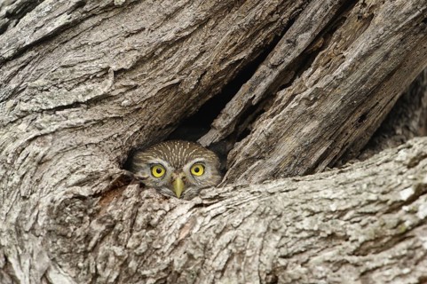 Ferruginous Pygmy Owl (Glaucidium brasilianum), Texas, USA
