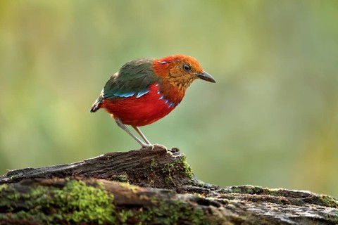 Blue-banded Pitta (Erythropitta arquata), Sabah, Malaysia