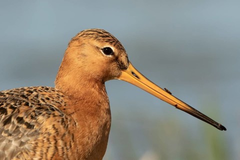 Black-tailed Godwit (Limosa limosa), Lower Saxony, Germany