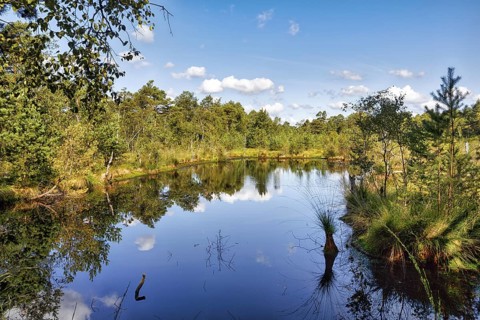 Pietzmoor in summer, water surface, shore, cumulus, Schneverdingen, Germany