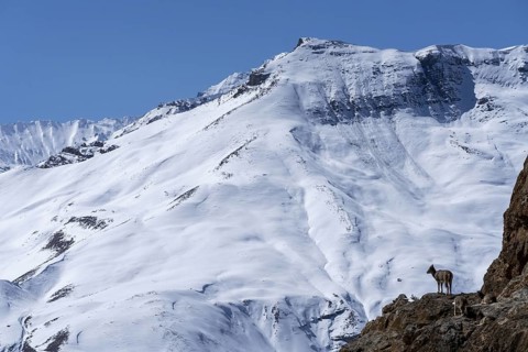 Blue sheep (Pseudois nayaur), on a cliff, in front of a snow-covered mountain, Himalayas, Spitital,