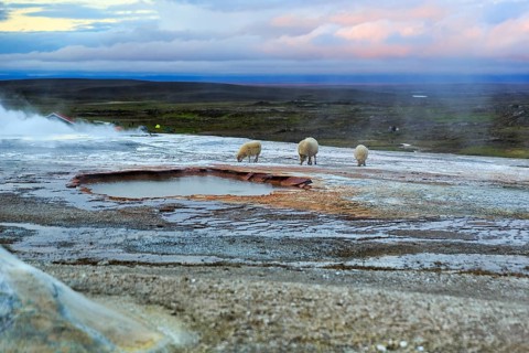Free-range sheep on sinter terraces, sulphur vapour, Hveravellir geothermal area, Icelandic