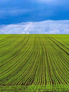 Expansive rows of lush alfalfa stretch across rolling hills in Auvergne Rhone Alpes. The field