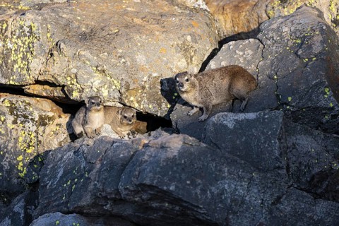 Rock hyrax (Procavia capensis), group on rocks in the evening light, Mpumalanga, South Africa