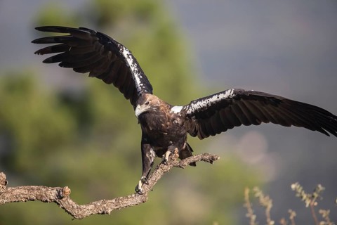 Iberian Eagle (Aquila adalberti), Spanish imperial eagle, Extremadura, Castilla La Mancha, Spain