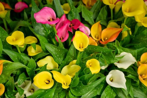 Various colours of calla forming a bright and vibrant sea of flowers, Keukenhof, Lisse, province of