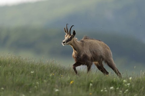 Ascent to lush mountain meadows... Chamois (Rupicapra rupicapra) ascends the mountain in the early