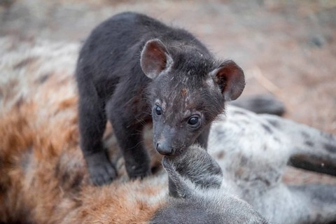 Spotted hyena (Crocuta crocuta), young animal nibbling on the mother's ear, Kruger National Park,
