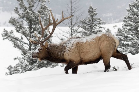 Tough times... Wapiti (Cervus canadensis), North American deer, also called red deer, trudging