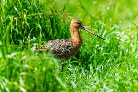 A bird with a long beak stands in a green meadow, black-tailed godwit (Limosa limosa), France