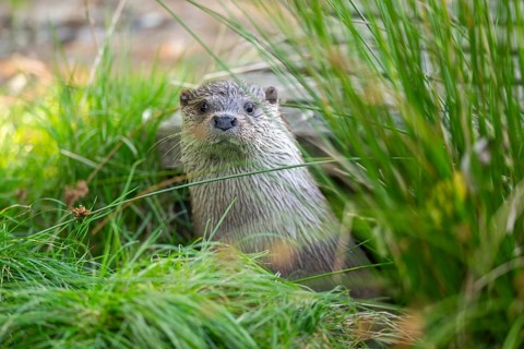 Eurasian otter (Lutra lutra) on a meadow, Hesse, Germany