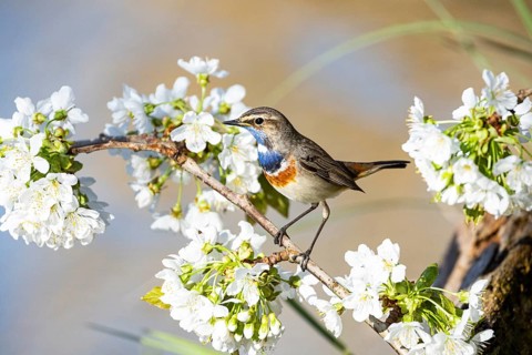 Bluethroat (Luscinia svecica cyanecula) ml Germany