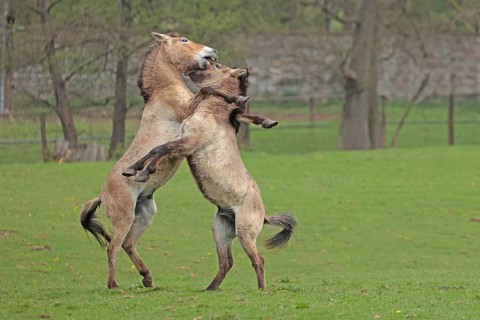 Przewalski's horse (Equus ferus przewalskii), playing in the meadow, rising, Tachi, Captive