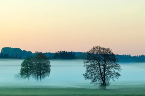 Early morning fog over the moor, birch (Betula), birch family (Betulaceae), fog, Pfrungen,