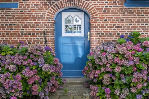 Blue wooden door with patterned glass, surrounded by flowering hydrangeas, Föhr, North Frisia,